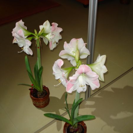 Amaryllis(mihaela)